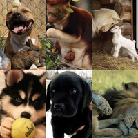 Animal Wallpapers