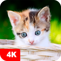 Обои котята | Котики от 7Fon