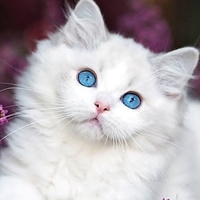 Милые Котята hd Живые Обои