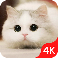 Cute Cat Wallpaper Live HD